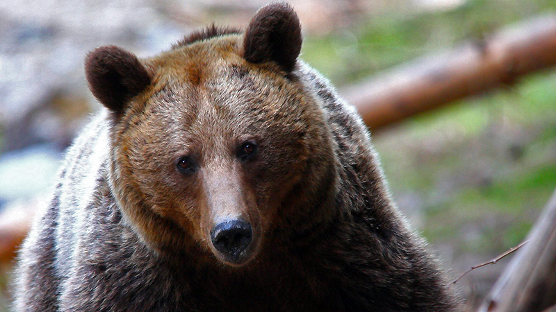 Relocate the Bears, Do Not Kill Them!/Mutați urșii, nu-i omorâți!